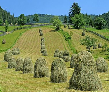 Romania hay