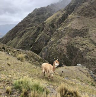 Peru alpaca