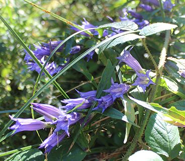 Poland gentian