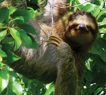 Costa Rica sloth
