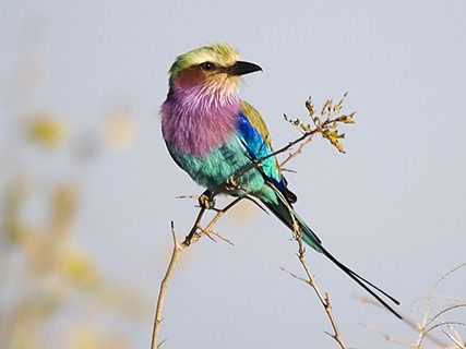 Malawi roller