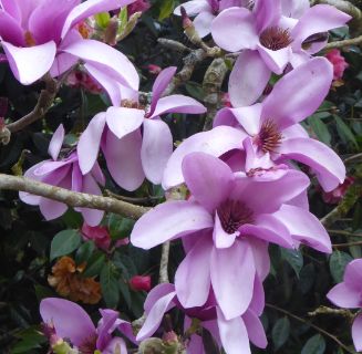 Cornwall magnolia