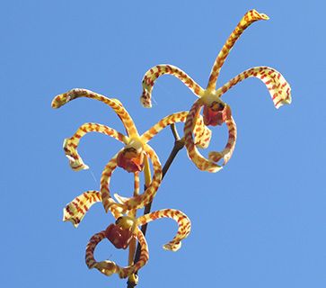 Spider orchid