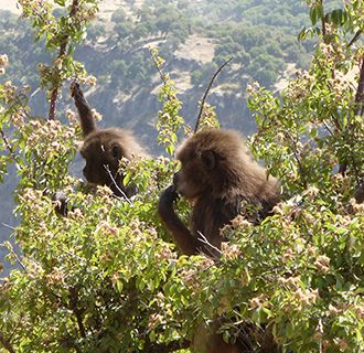 Ethiopia baby gelada