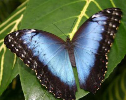 Blue Morpho