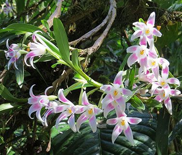 Panama - orchids