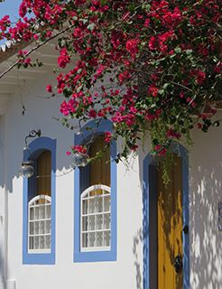 Brazil bougainvillea