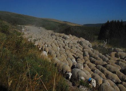 Cevennes sheep