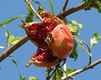 Turkey pomegranate