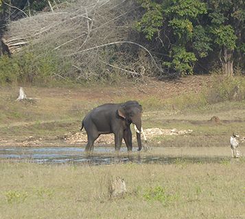 India elephant