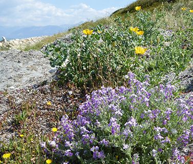 Corfu weeds