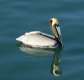 Costa Rica pelican