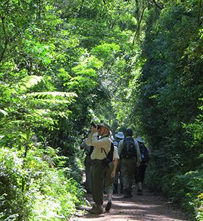 Brazil forest