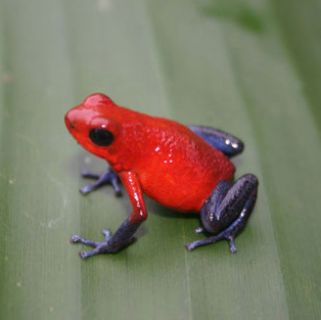 Arrow frog