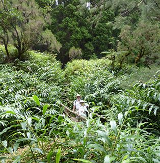 Reunion forest walk