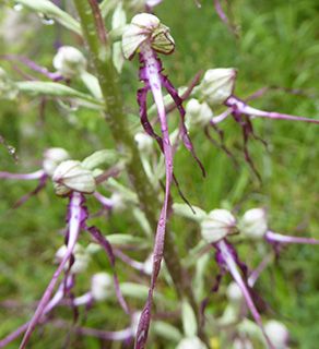 Istria lizard orchid