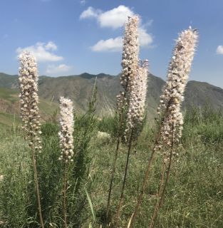 Kyrgyzstan eremurus