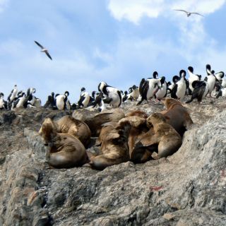 Patagonia seals