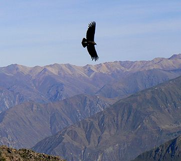 Peru condor