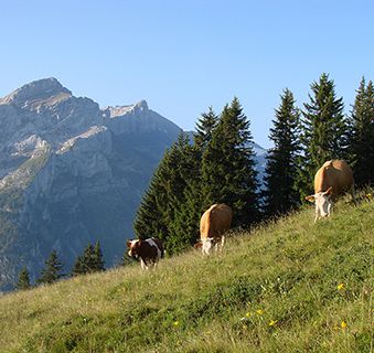 Gstaad cows