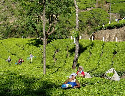 Tea picking