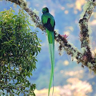 Costa Rica quetzal