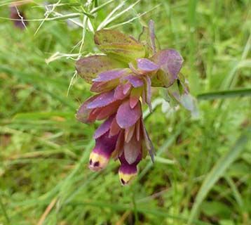 Corfu honeywort