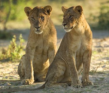 Malawi cubs