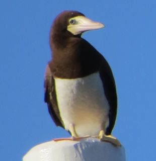 Bequia booby
