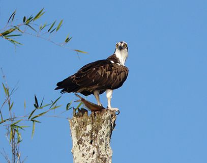 Fish eagle