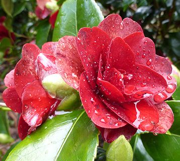 Cornwall camellia