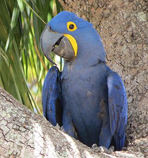 Brazil macaw
