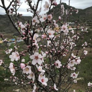 Tenerife almond blossom