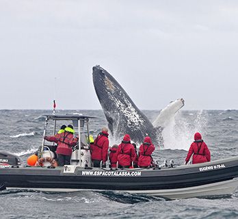 Azores humpback