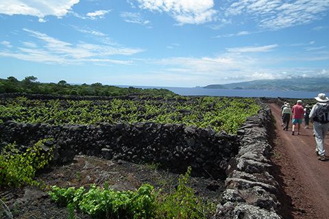 Azores vineyard