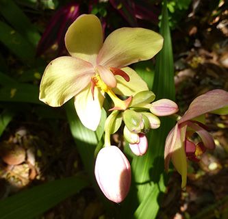 Reunion orchid