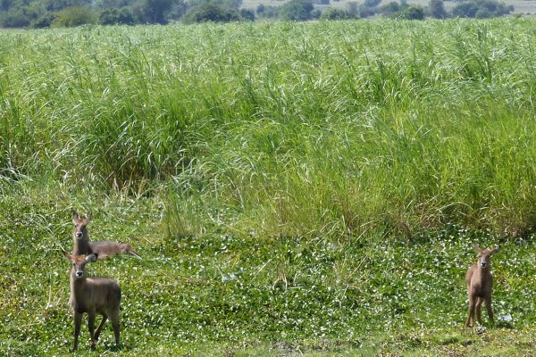 Akagera National Park, young waterbucks