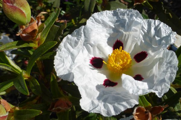 Gum cistus is known as Esteva in Portugal