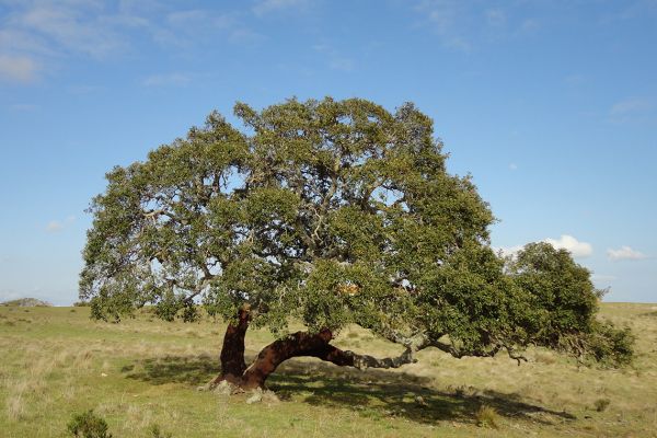 Cork oak, Baixo Alentejo, Portugal