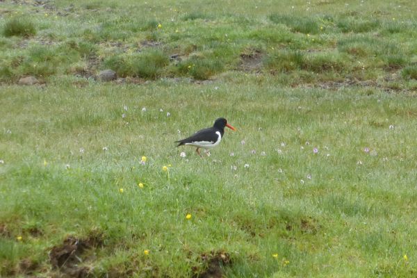 Oystercatcher, Faroe Islands