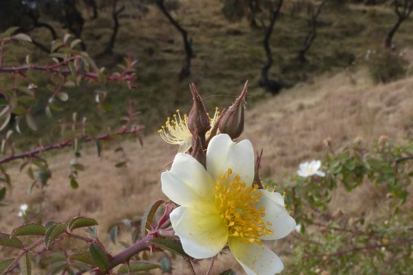 Abyssian rose (Rosa abyssinica) is endemic to Ethiopia