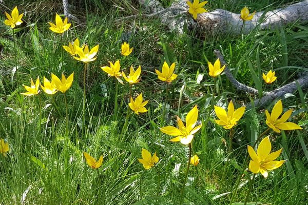 Wild tulips in the Cevennes