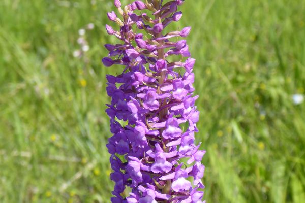 Fragrant orchid