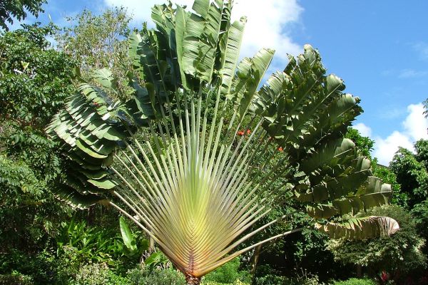 Traveller's tree - gardens on Barbados