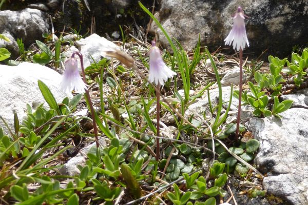 Alpine Snowbell