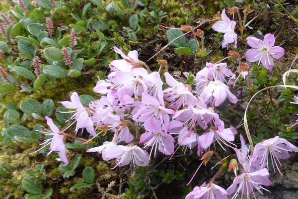 Dwarf Alpenrose with Net-leaved Willow in the background