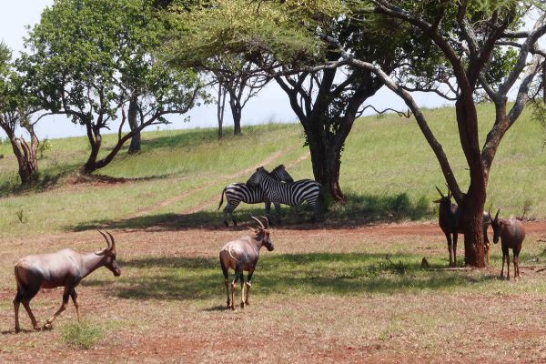 Akagera National Park, zebras and topis