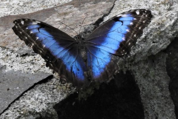 Blue morpho