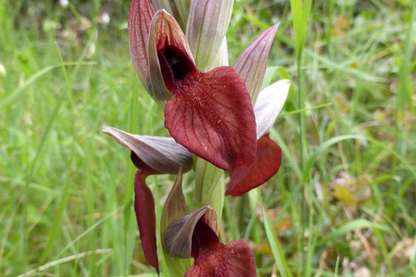 Tongue orchid (Serapia), Corfu