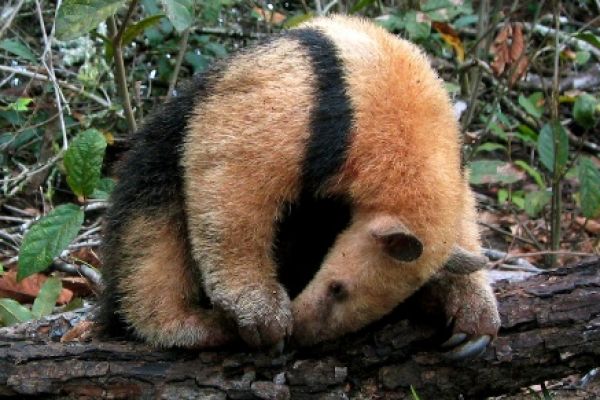 Anteater, Brazil